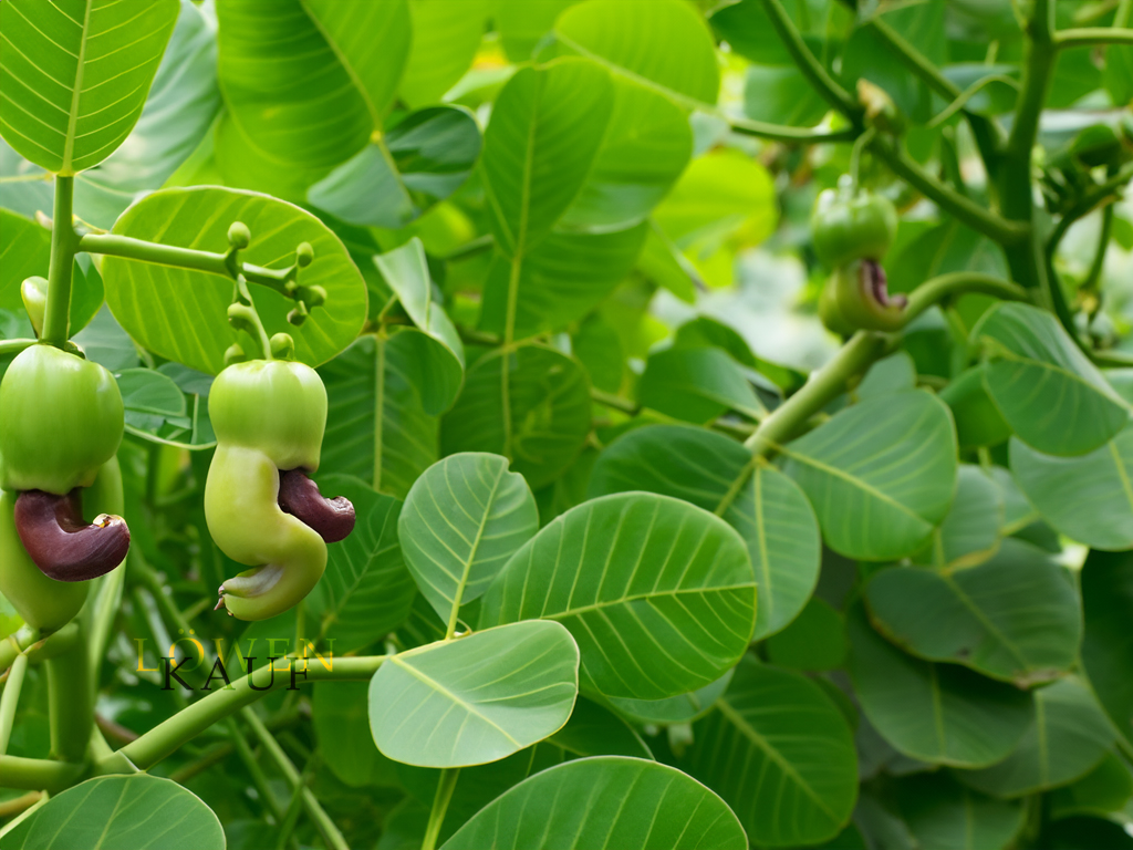Cashew Pflanze